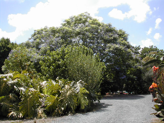Large Jacaranda tree by cottage