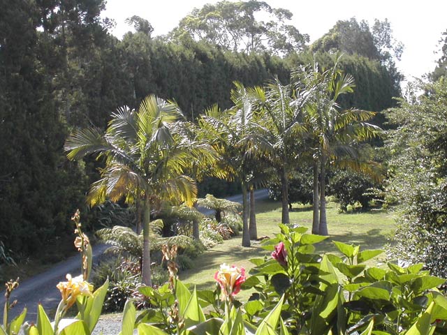 Palms at Keri Country Cottage