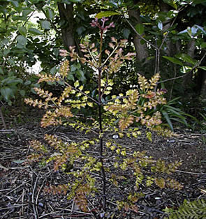 Tanekaha sapling